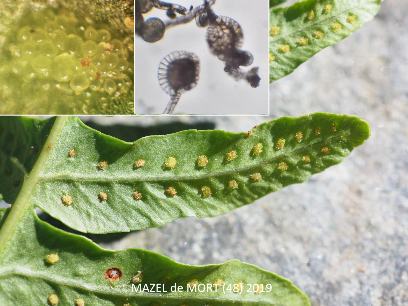 Polypody, Western fruit